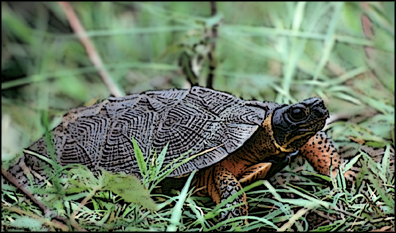 Wood Turtle